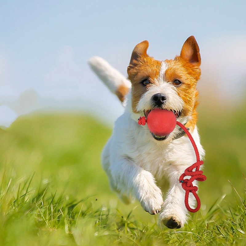 Неразрушимый мяч для собак с в – обзор и цена Indestructible Dog Chew Toy